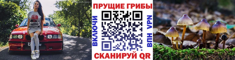 Галлюциногенные грибы Cubensis  Гатчина 