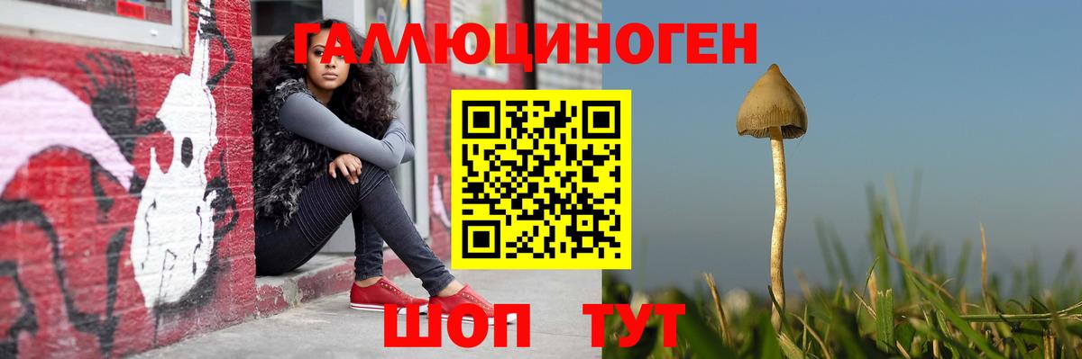 Псилоцибиновые грибы GOLDEN TEACHER  Гатчина  Галлюциногенные грибы Psilocybine cubensis 